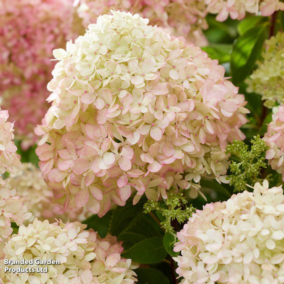 Hydrangea 'Living Little Love'