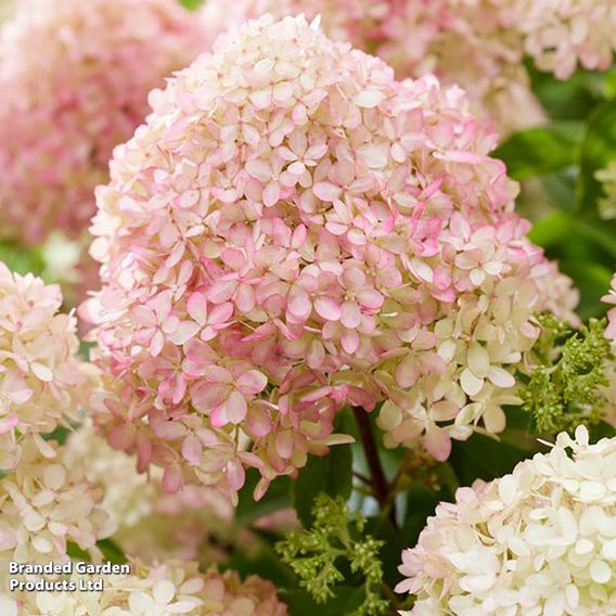 Hydrangea 'Living Little Love'