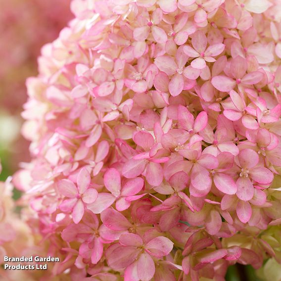 Hydrangea 'Living Little Love'