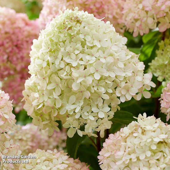 Hydrangea 'Living Little Love'