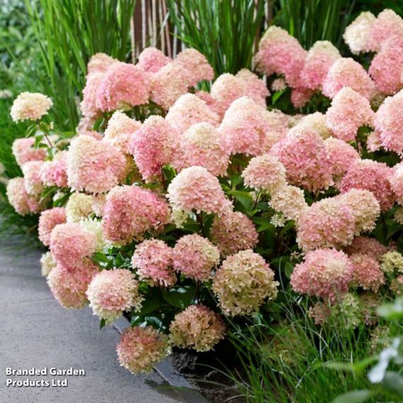 Hydrangea 'Living Little Love'