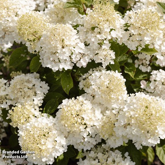 Hydrangea 'Living Little Rosy'