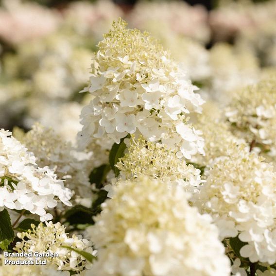 Hydrangea 'Living Little Rosy'