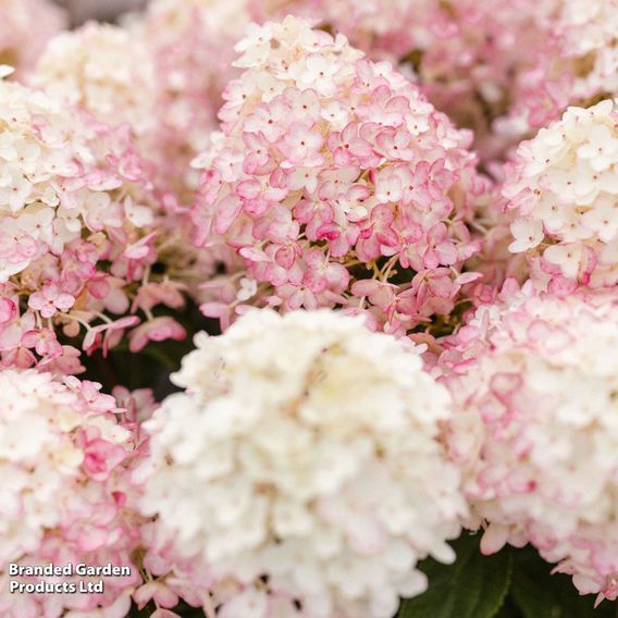 Hydrangea 'Living Little Rosy'