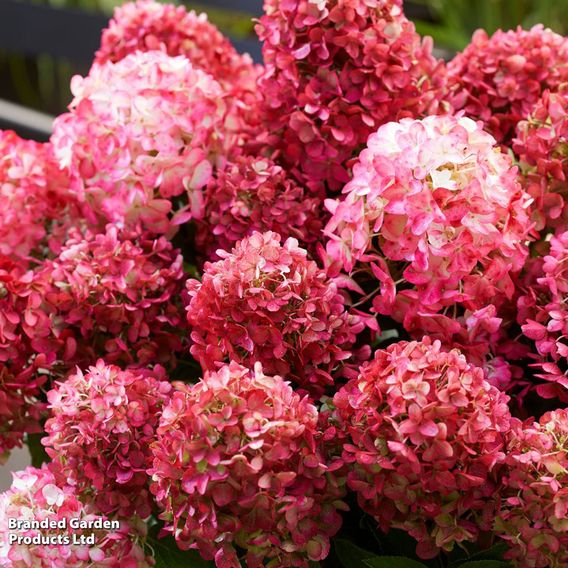 Hydrangea 'Living Little Rosy'