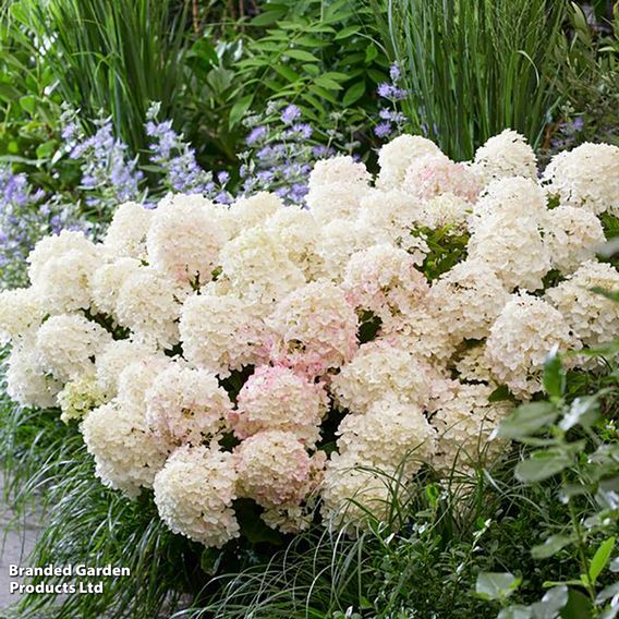 Hydrangea 'Living Little Rosy'