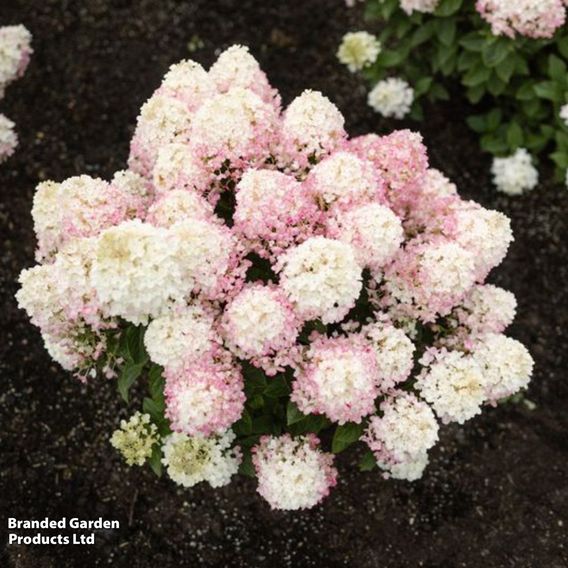 Hydrangea 'Living Little Rosy'