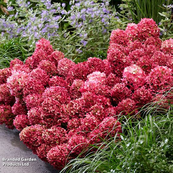 Hydrangea 'Living Little Rosy'