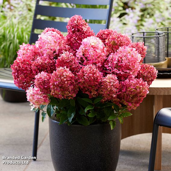 Hydrangea 'Living Little Rosy'