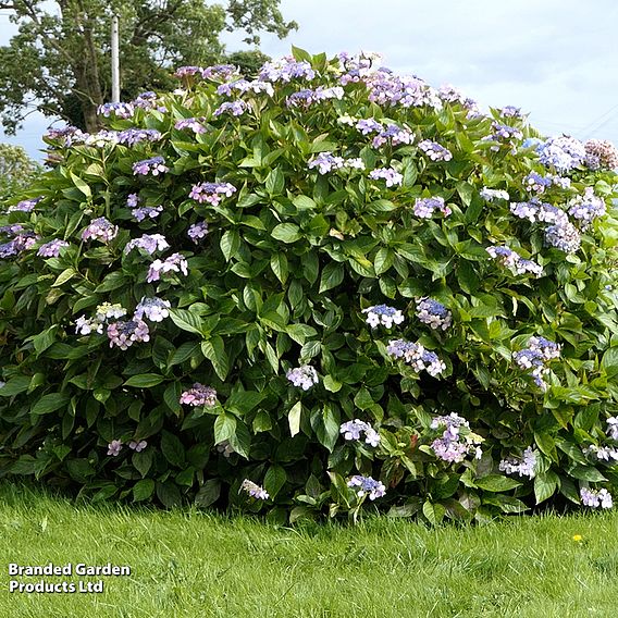 Hydrangea aspera 'Macrophylla'