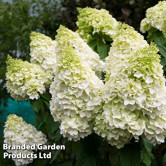 Hydrangea Premium Collection