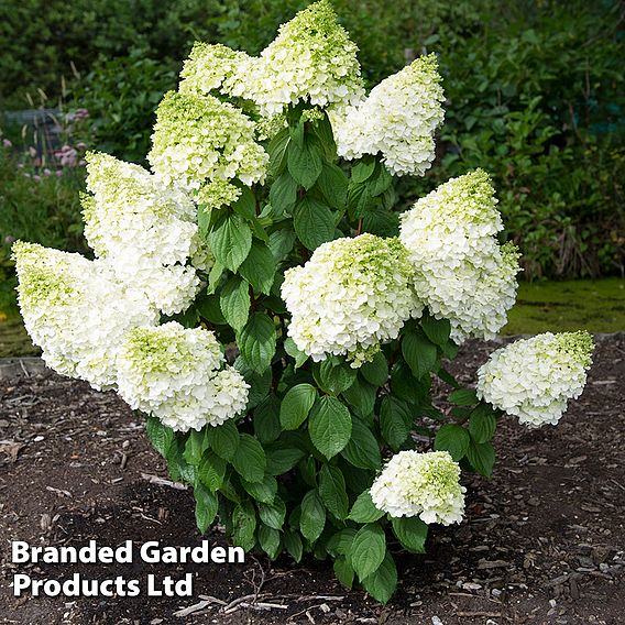 Hydrangea paniculata 'Magical Moonlight'