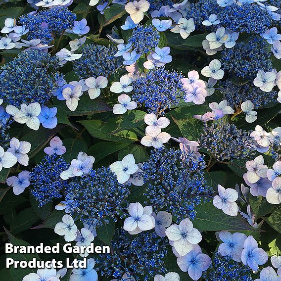 Hydrangea serrata 'Magic Pillow'