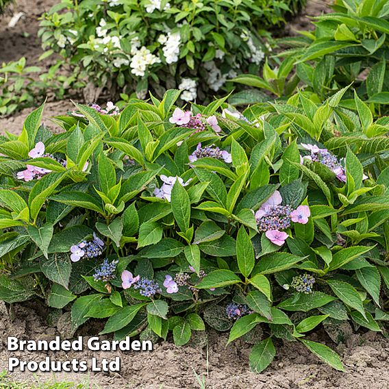 Hydrangea serrata 'Magic Pillow'