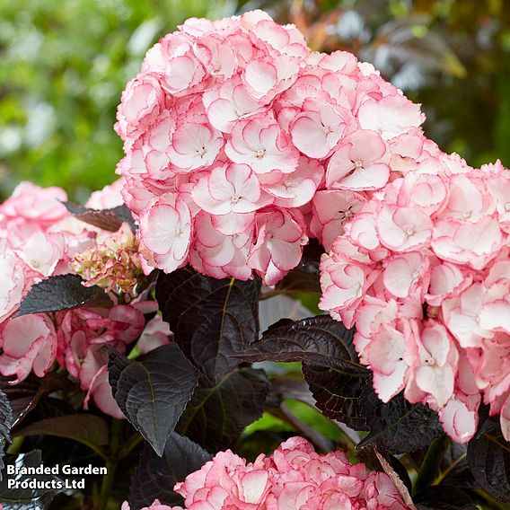 Hydrangea macrophylla 'Midnight Pearl'