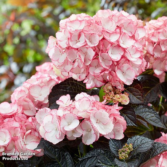 Hydrangea macrophylla 'Midnight Pearl'