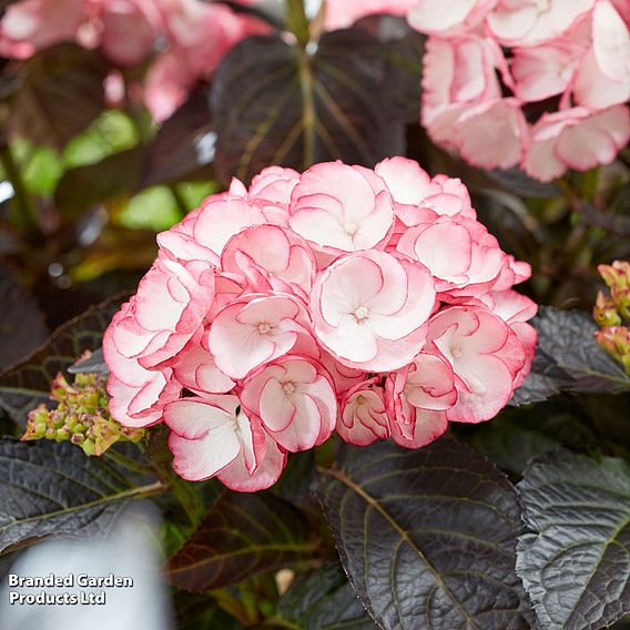 Hydrangea macrophylla 'Midnight Pearl'