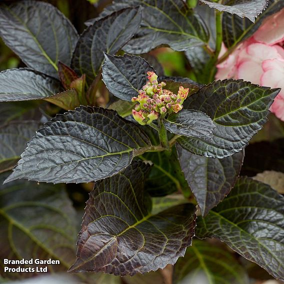 Hydrangea macrophylla 'Midnight Pearl'