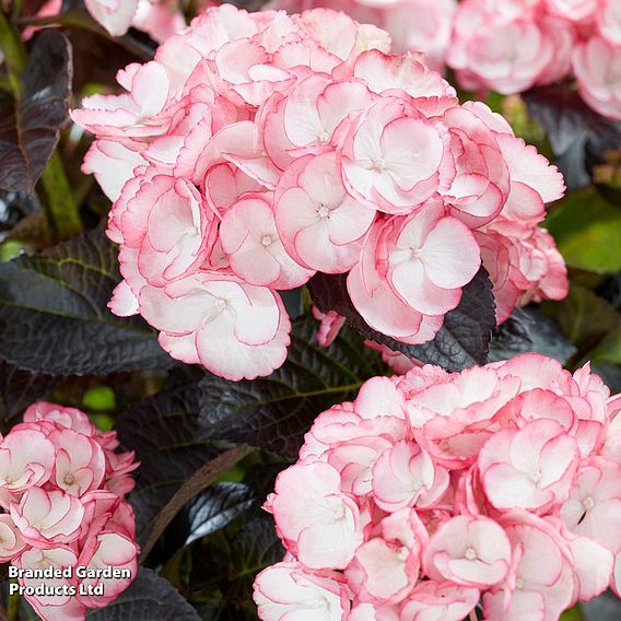 Hydrangea macrophylla 'Midnight Pearl'