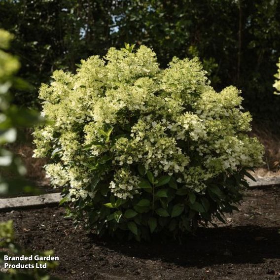 Hydrangea 'Living Milk & Honey'