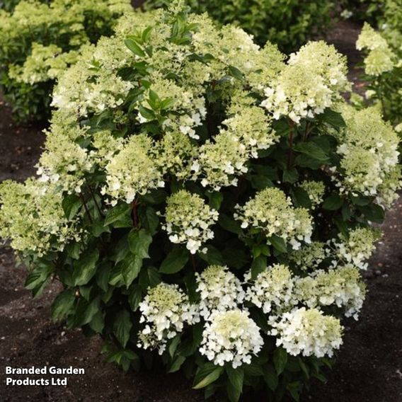 Hydrangea 'Living Milk & Honey'