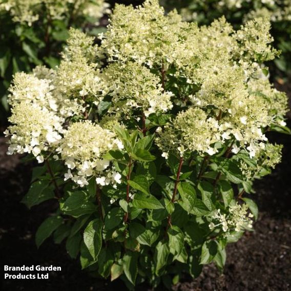 Hydrangea 'Living Milk & Honey'