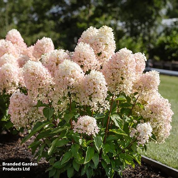 Hydrangea 'Living Milk & Honey'