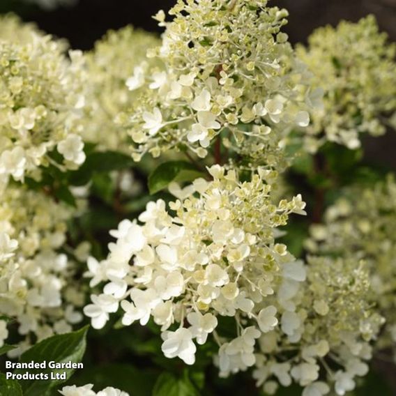 Hydrangea 'Living Milk & Honey'