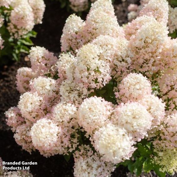 Hydrangea 'Living Milk & Honey'