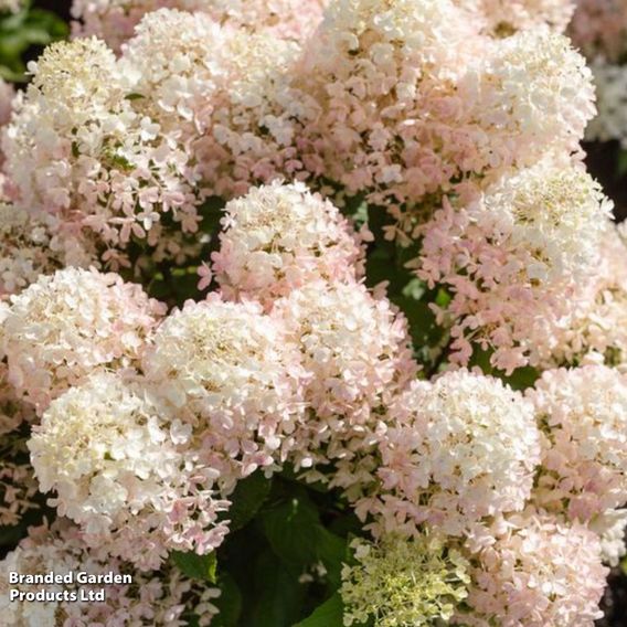 Hydrangea 'Living Milk & Honey'