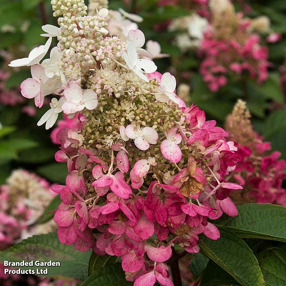 Hydrangea paniculata 'Candlelight'