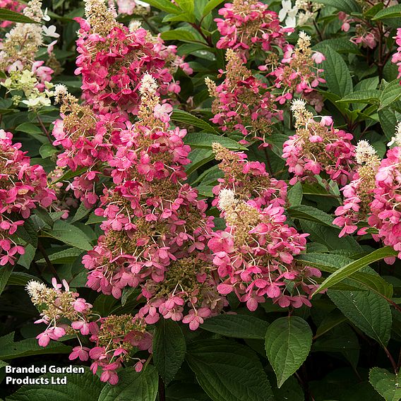 Hydrangea paniculata 'Candlelight'