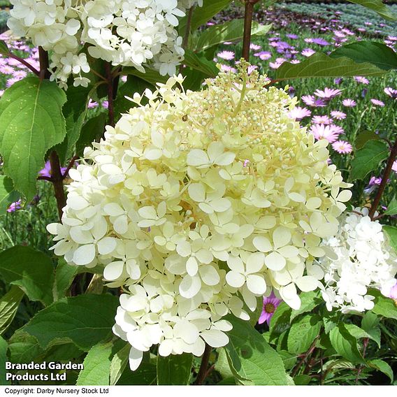 Hydrangea paniculata 'Phantom'