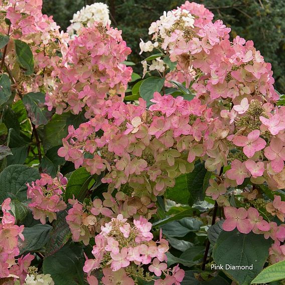 Hydrangea paniculata Collection