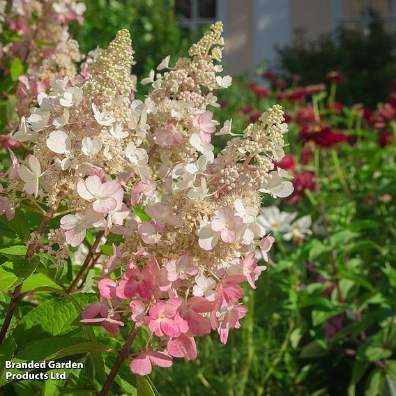 Hydrangea paniculata 'Pinky Winky'