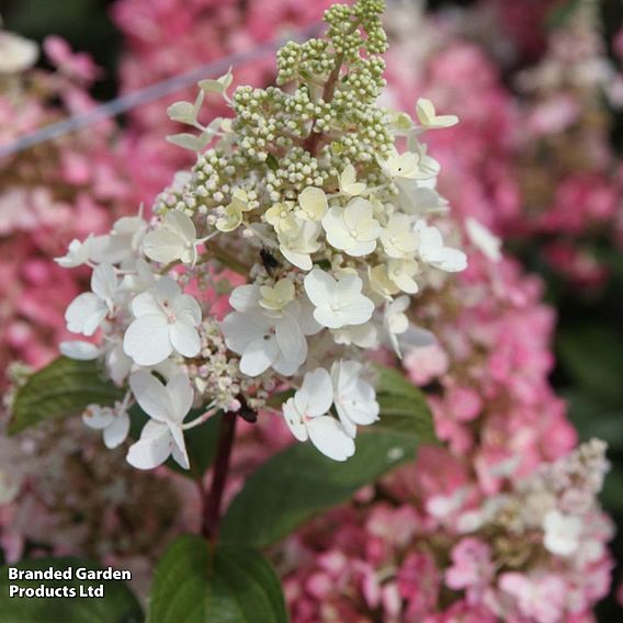 Hydrangea paniculata 'Pinky Winky'