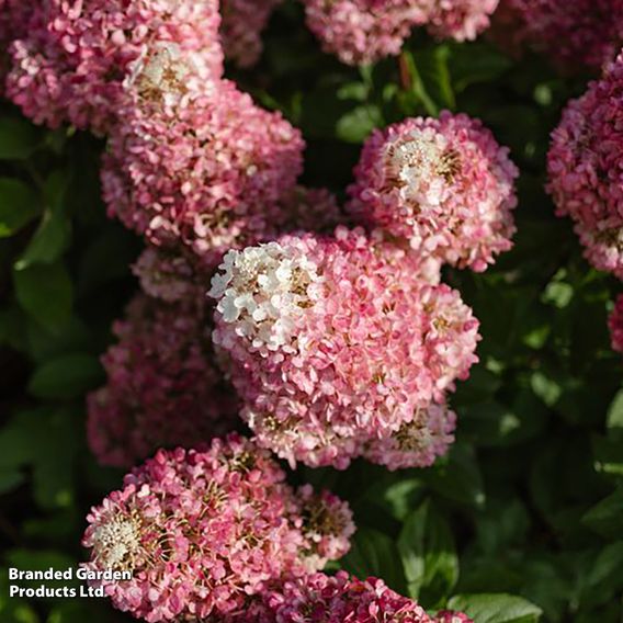 Hydrangea 'Living Pinky Promise'