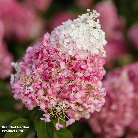 Hydrangea 'Living Pinky Promise'