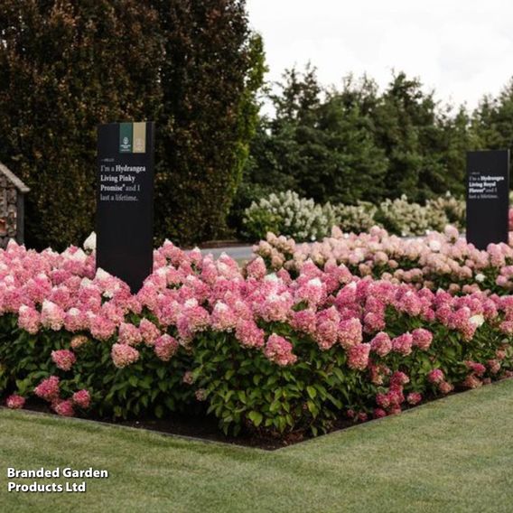 Hydrangea 'Living Pinky Promise'