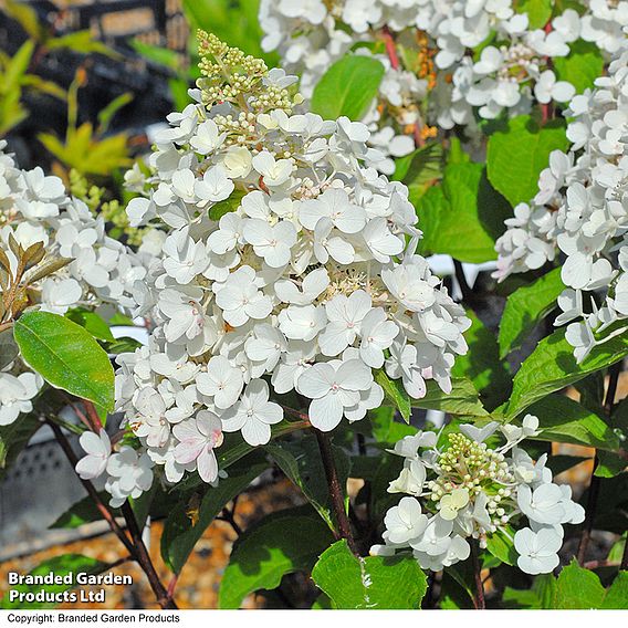 Hydrangea paniculata 'Pinky Winky'