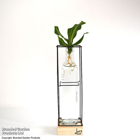 Rooted Hydroponic in Glass with Stand and Light