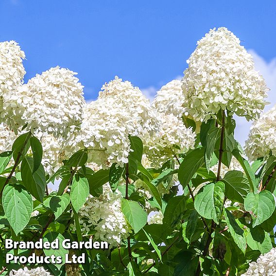 Hydrangea paniculata 'Polar Bear'