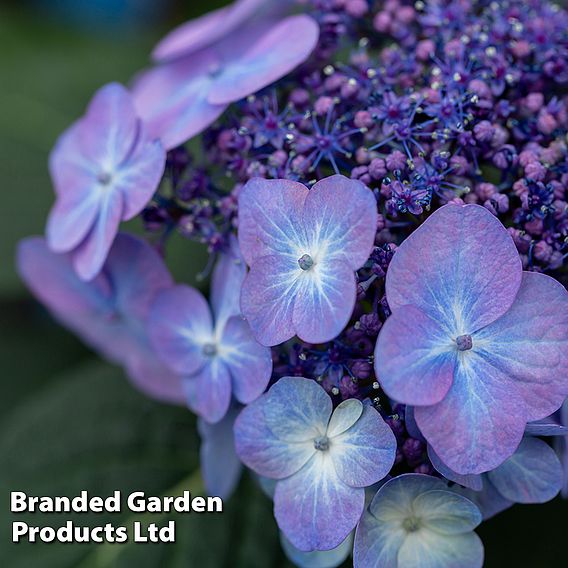 Hydrangea 'Endless Summer POP STAR'