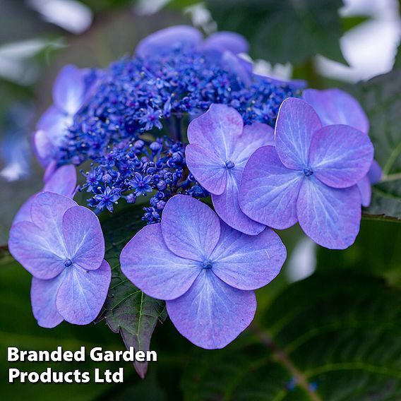 Hydrangea 'Endless Summer POP STAR'