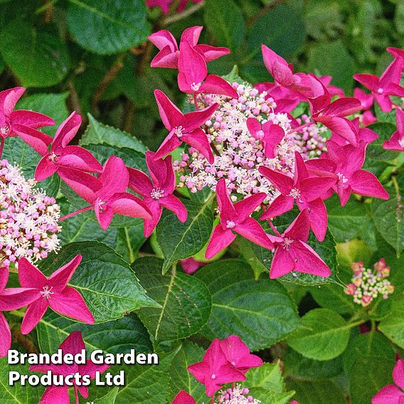 Hydrangea macrophylla 'Red Bull'