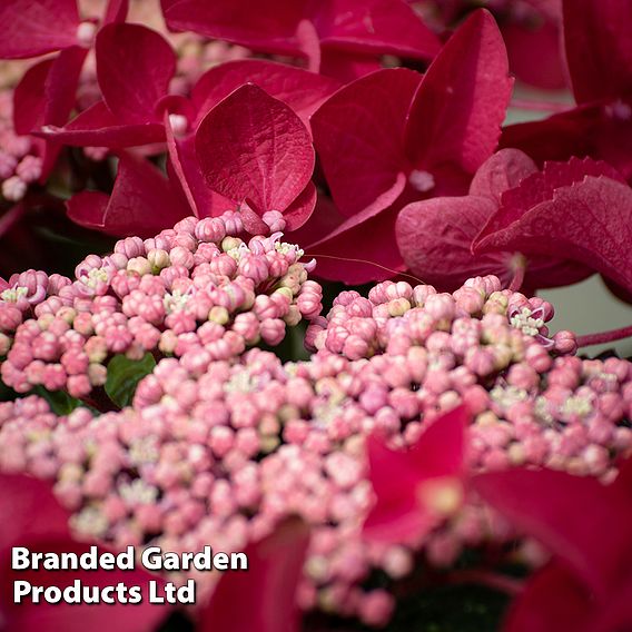 Hydrangea macrophylla 'Rotschwanz'