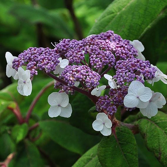 Hydrangea aspera 'Sargentiana'