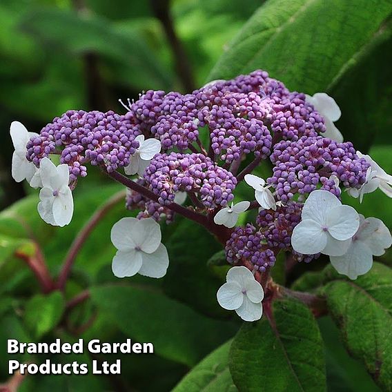 Hydrangea aspera 'Sargentiana'