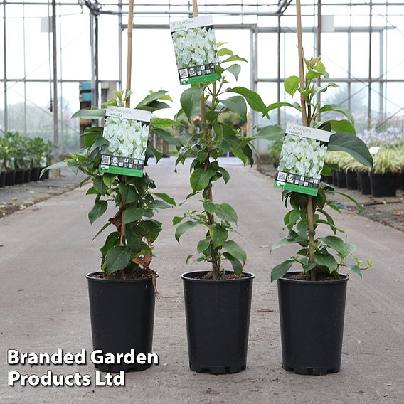 Hydrangea anomala petiolaris 'Semiola'