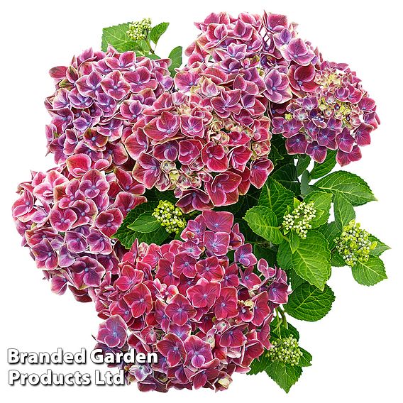 Hydrangea 'Strong Heart'